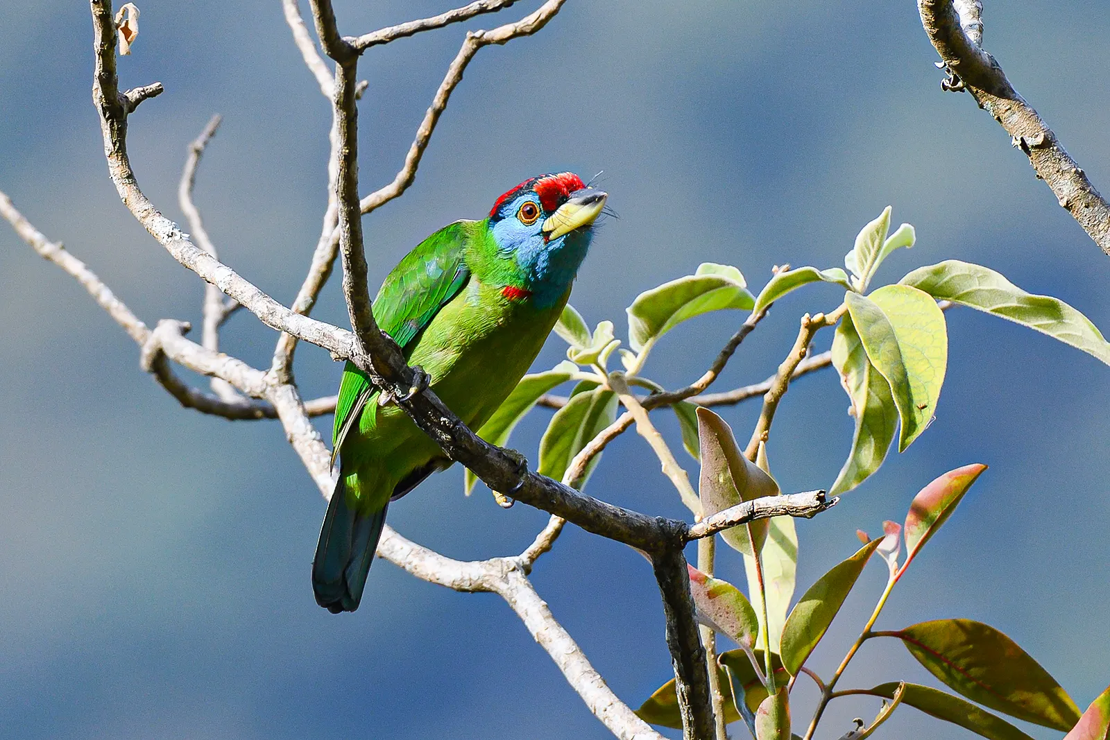 A Guide to Bhutan's Unique Avian Species